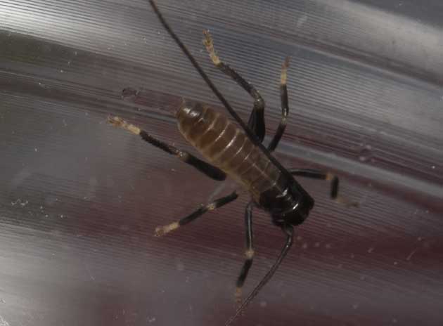 孵化後1週間程度のコロギス初齢幼虫の写真