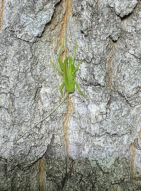 コロギスの幼虫の写真