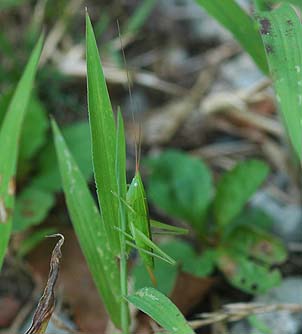 クビキリギスの幼虫