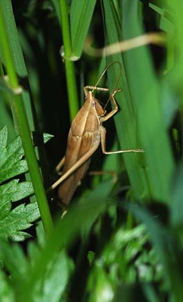クビキリギスのおす