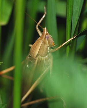鳴くクビキリギス…頭部のアップ