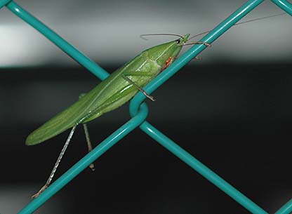 街灯に来たクビキリギス