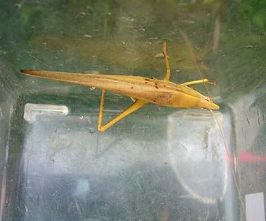 初夏のクビキリギスの成虫