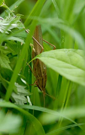 昼にも鳴くクビキリギス