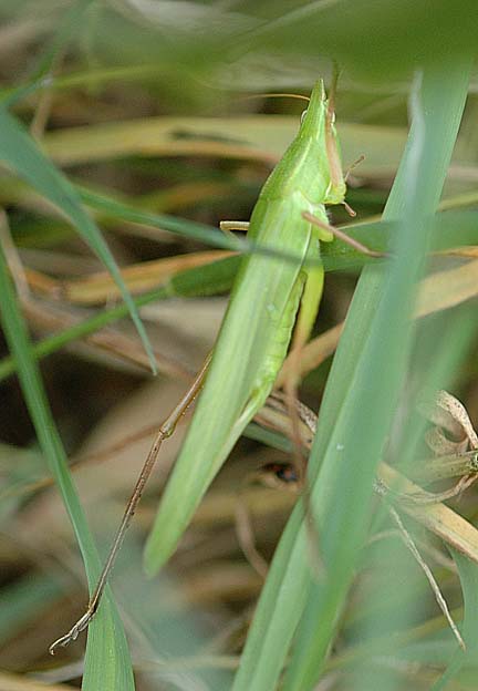クビキリギスのメス