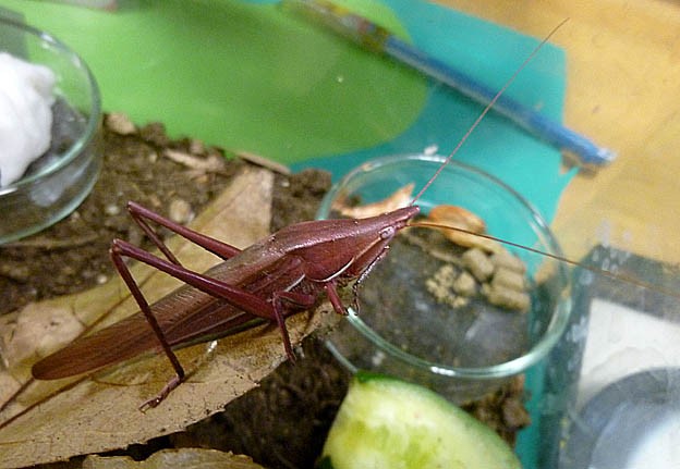 ピンクのクビキリギス