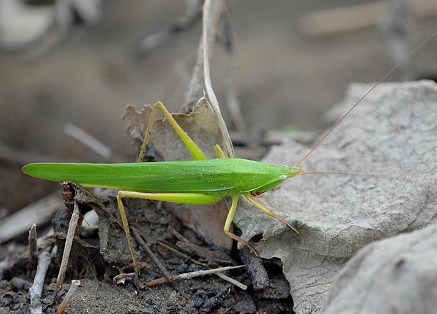 秋のクビキリギスの成虫