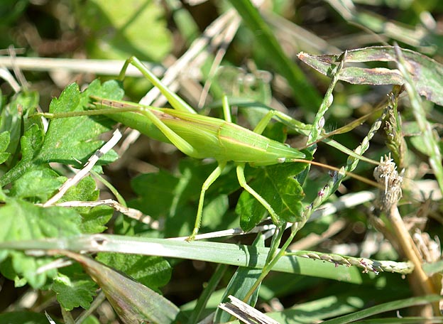 クビキリギスの幼虫