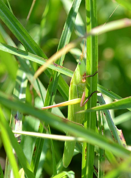 クビキリギスの成虫