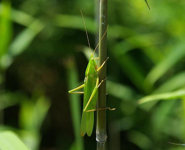 クビキリギスの写真