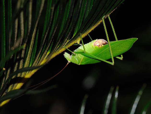 ソテツにとまっていたサトクダマキモドキ