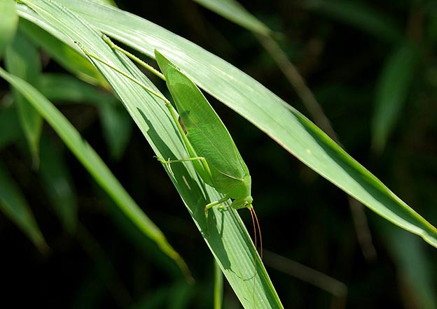 ササの葉の上のサトクダマキモドキ
