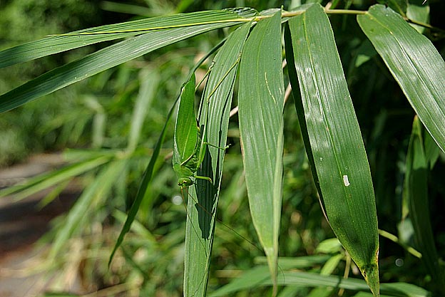 ササの葉の上のサトクダマキモドキ