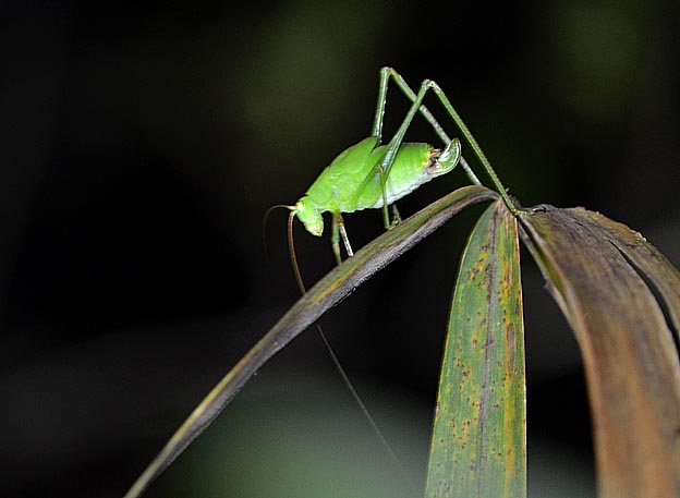 サトクダマキモドキの幼虫