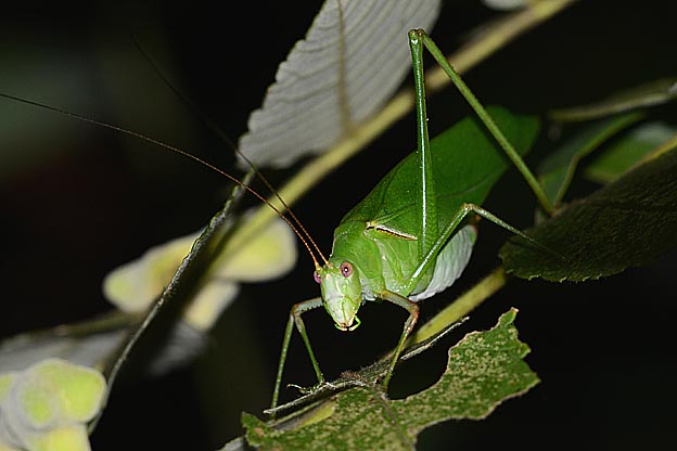 ヌルデにとまるサトクダマキモドキ