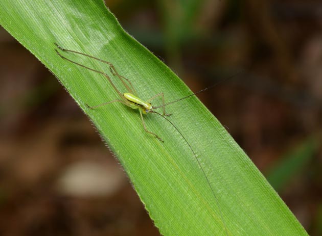 サトクダマキモドキの初齢幼虫の写真