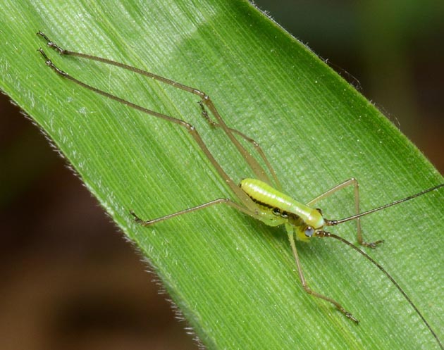 ヤマクダマキモドキ？の初齢幼虫の写真