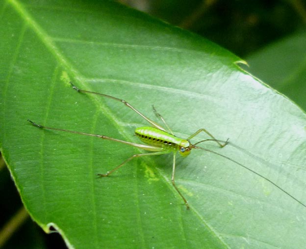 サトクダマキモドキの初齢幼虫の写真