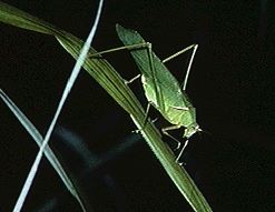 サトクダマキモドキの写真