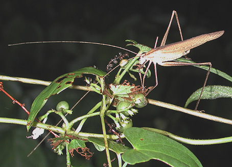 セスジツユムシのメス