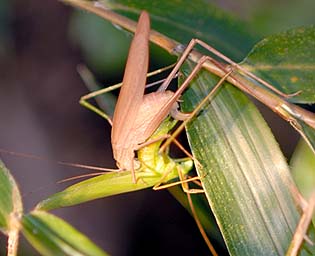 セスジツユムシの交尾