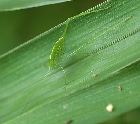 ヒメクダマキモドキの幼虫