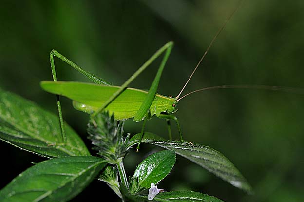 葉の上のセスジツユムシのメス