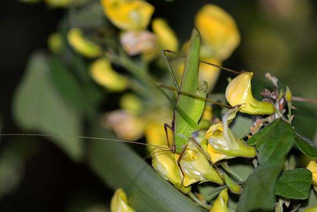 セスジツユムシのオス