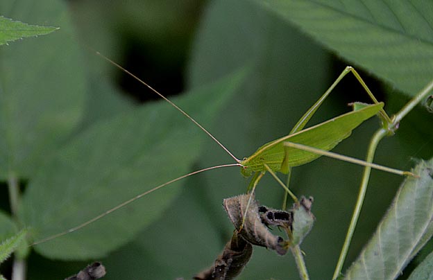 昼のセスジツユムシのメス