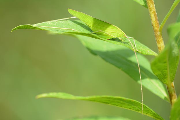 葉の上で休むセスジツユムシ