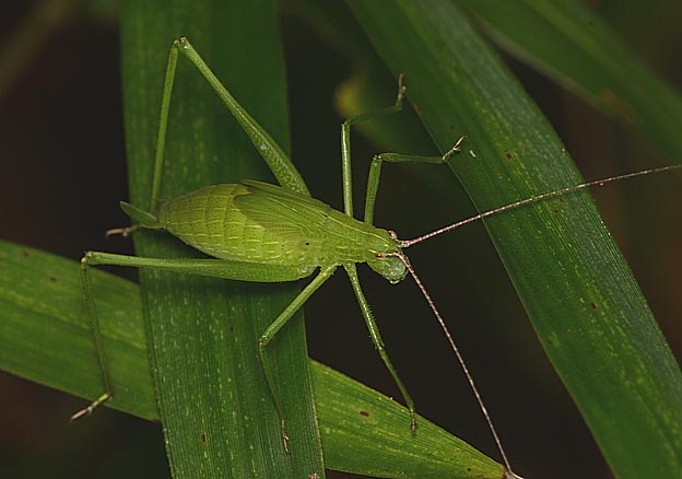 セスジツユムシの幼虫