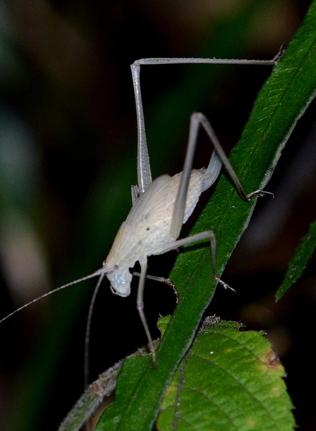 セスジツユムシメス終齢幼虫の写真