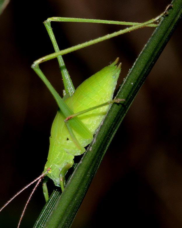 セスジツユムシオスの幼虫の写真