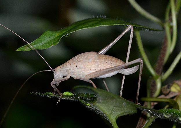 セスジツユムシメス終齢幼虫の写真