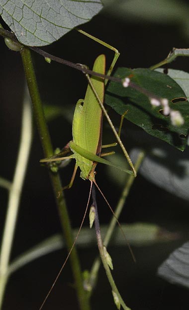 セスジツユムシのオスの写真