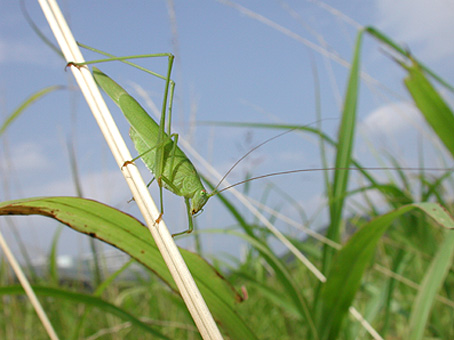 茎にとまるツユムシ