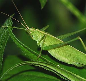 セスジツユムシめすの背中