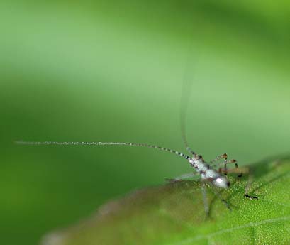 ツユムシの初齢幼虫かな…？