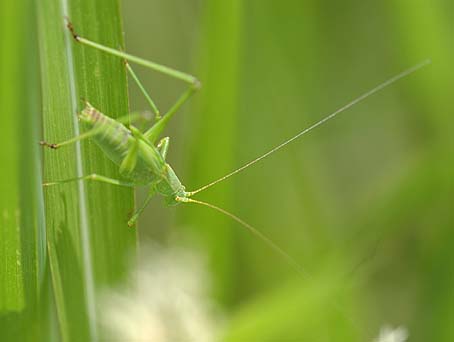 ツユムシの幼虫の写真