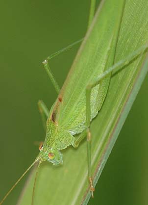ツユムシおすの背中