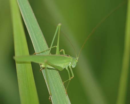 ツユムシのおす成虫