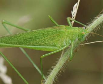 ツユムシめすの背中