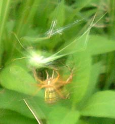 クモに襲われるツユムシ…1