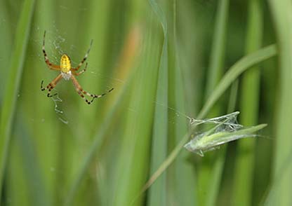 クモの巣とツユムシ