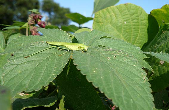 太陽の光を全身に浴びるツユムシ