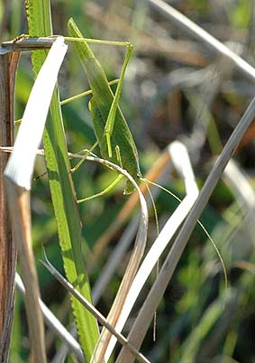 晩秋のツユムシ