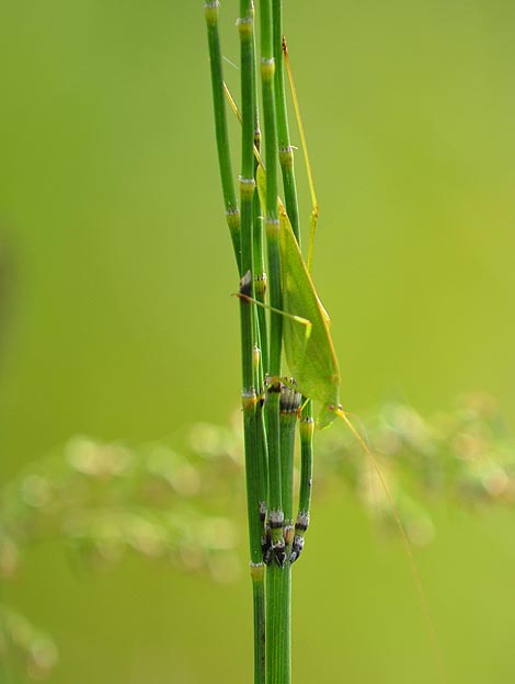 里山にいたツユムシ