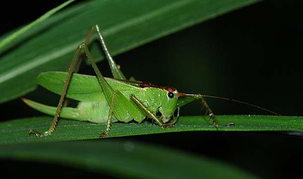 ウマオイのメス