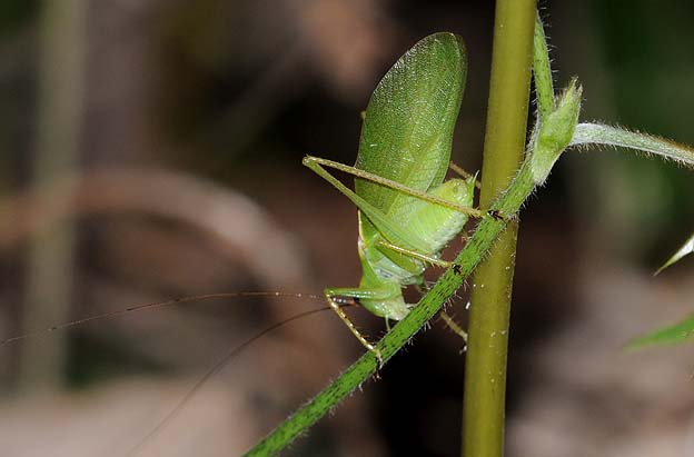 鳴いていたハヤシノウマオイ