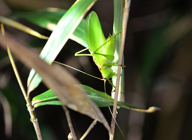 鳴くハヤシノウマオイ